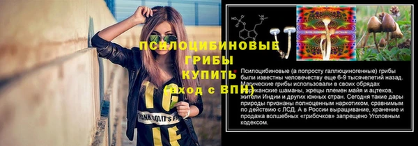 стаф Аркадак